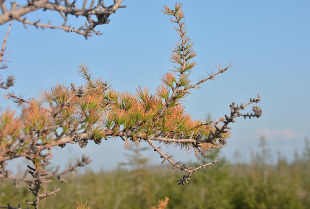 Alerce amarillento en la tundra de Taimyr