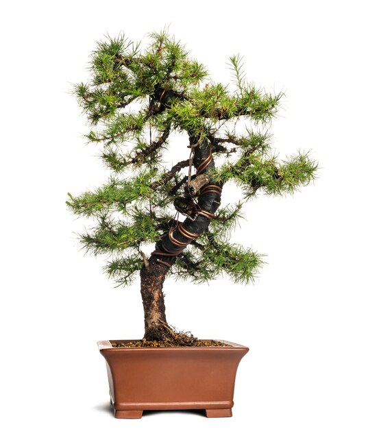 Alerce bonsai, Larix, aislado en blanco