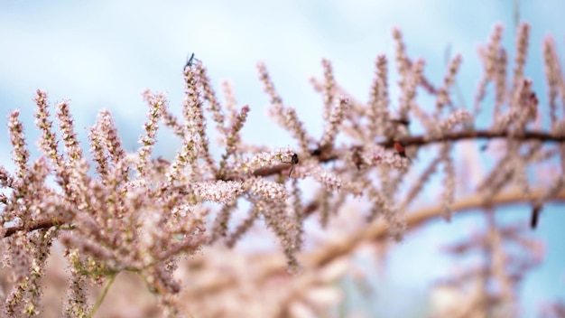 Alerce floreciente en primer plano de primavera Flores rosadas de un árbol conífero Escarabajos en las ramas de los árboles Los insectos se arrastran sobre pétalos de alerce rosa