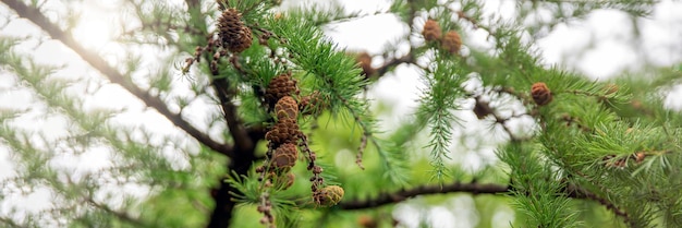 Alerce japonés hojas verdes frescas de alerce japonés larix kaempferi en conos de alerce de verano en una rama