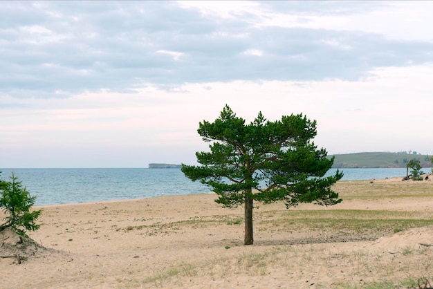 Alerce solitario en la playa de arena del lago Baikal