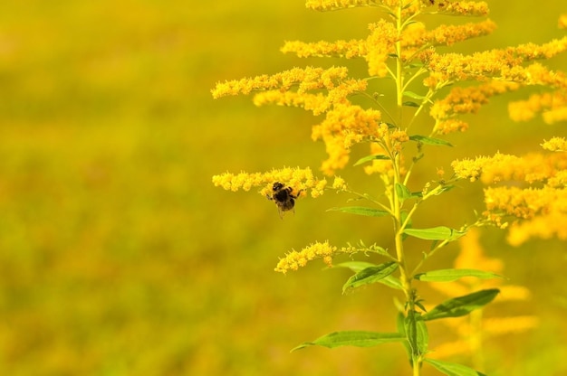 Alergia al polen y las plantas Detalle de una abeja melífera polinizando flores amarillas de Ambrosia con luz solar cálida en un día de verano Los insectos están trabajando en flores de ambrosía