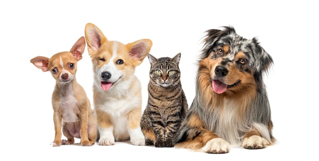 Alerta amigável Animais de estimação juntos lado a lado em uma fileira olhando para a câmera isolada no branco