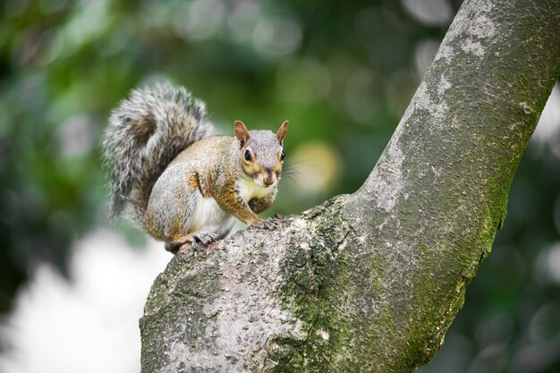 Alerta ardilla gris en el tronco de un árbol