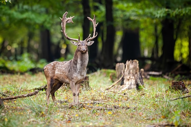 Alerta dólar de gamo de pie en un claro con tocón de árbol en el bosque de verano