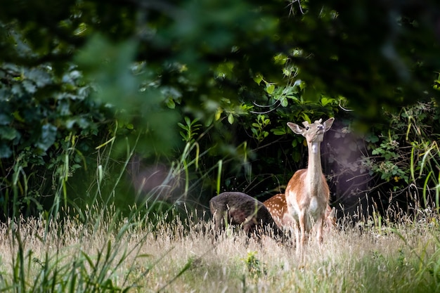 Alerta Fallow Deer (Dama dama) na floresta em East Grinstead