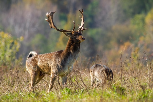 Alerta a los gamos mirando a los pastizales en el desierto de otoño