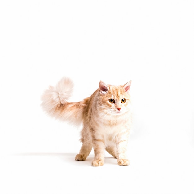 Alerta gato tabby isolado sobre fundo branco