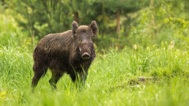 Alerta de jabalí mirando a la cámara en el prado verde en la naturaleza de primavera