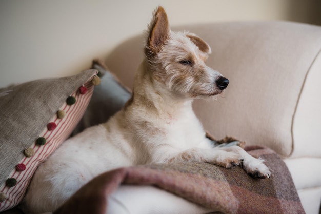 Alerta Jack Russell acostado en el brazo del sofá