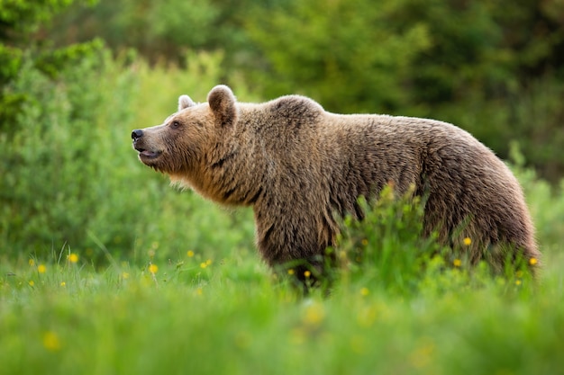 Alerta oso pardo olfateando con hocico en la naturaleza de verano