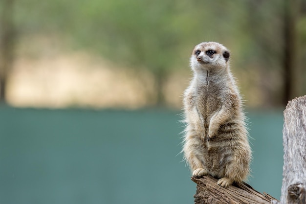 Alerta suricata olhando para longe