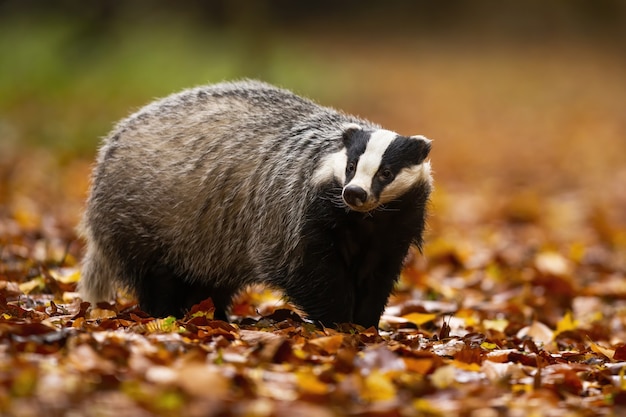 Alerta texugo europeu com cabeça pequena e grande pelo fofo andando na floresta