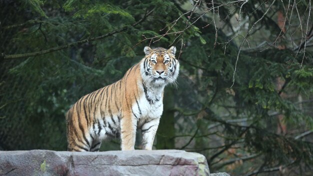 Alerta de tigre en cautiverio mirando a la cámara