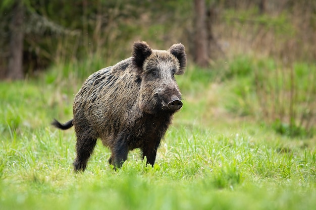 Alerte al jabalí masculino que se coloca ferozmente en un prado en primavera.