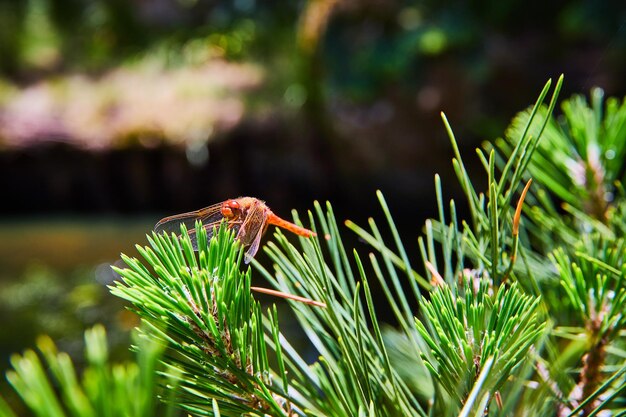 Foto alerte libelle ruht mit flügeln nach vorne auf der spitze von kiefernnadeln mit dunklem, bedrohlichem hintergrund