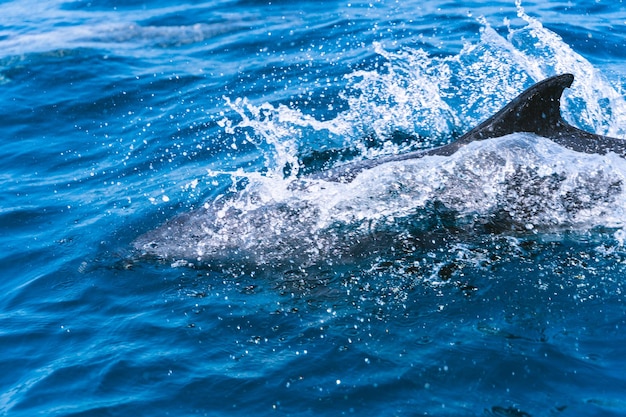 Aleta de delfín que sobresale del agua de mar