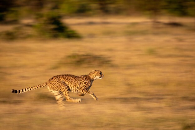 Foto una aleta lenta de guepardo corriendo a través de la hierba