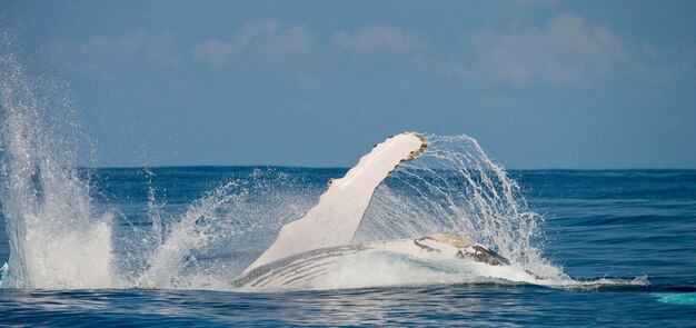 Aleta salpicando ballena jorobada