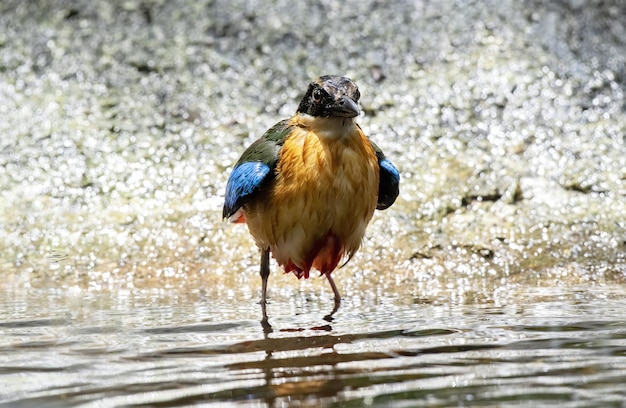 El aleteo pitta bluewinged alas después de bañarse en el estanque de Tailandia