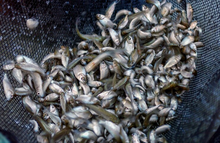 Foto alevinos de pequenos peixes em uma rede de pesca em uma fazenda de peixes.