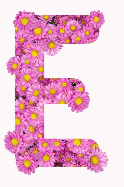 Foto alfabeto artístico da letra e com flores de crisântemo rosa
