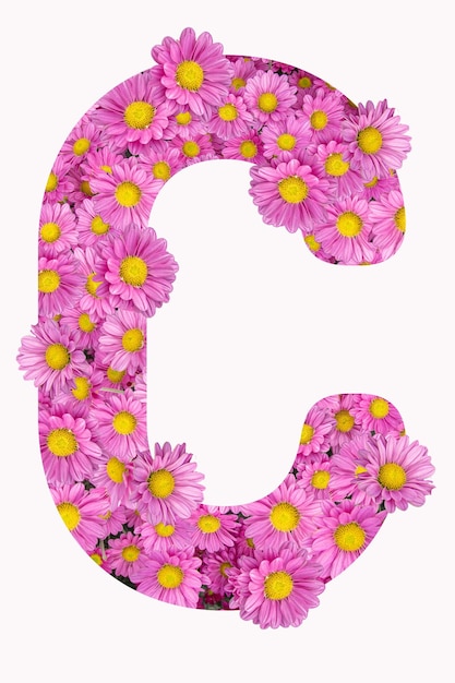 Alfabeto artístico de la letra C con flores de crisantemo rosa