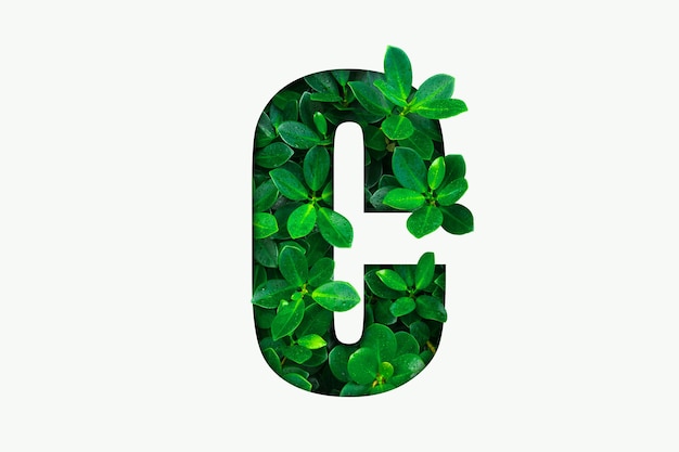 Alfabeto de hojas verdes