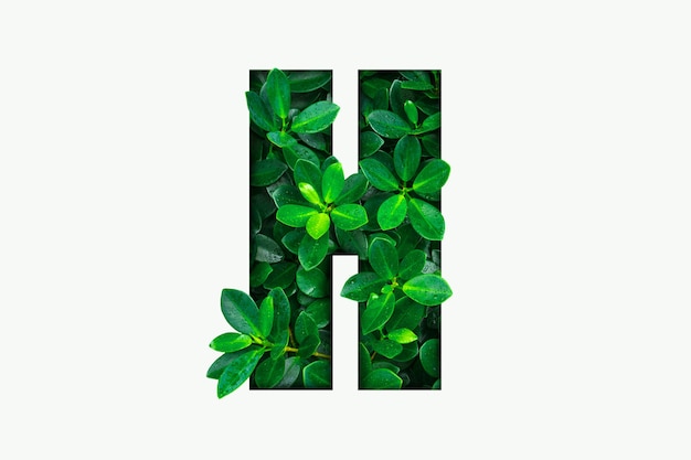 Alfabeto de hojas verdes