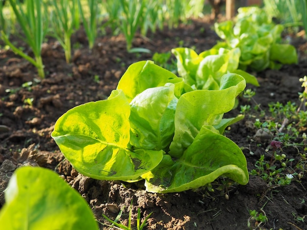 Alface bebê crescendo em um campo folhas verdes frescas cultivo de plantas e agricultura produção industrial de vegetais na fazenda