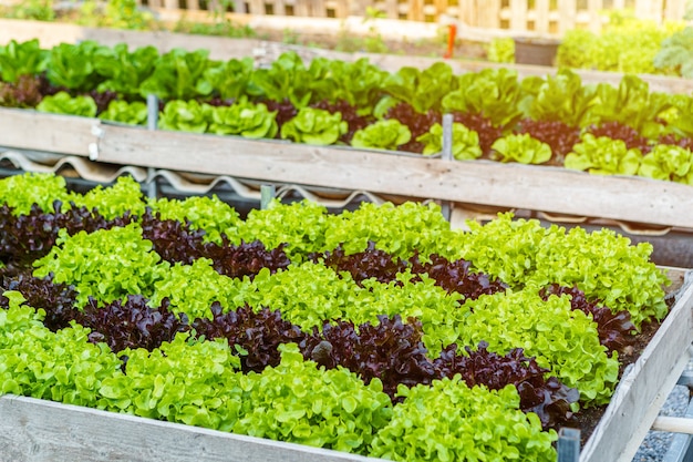 Alface de carvalho verde e vermelho bonita orgânica ou horta de salada no solo crescendo, Colheita Agricultura Agrícola.
