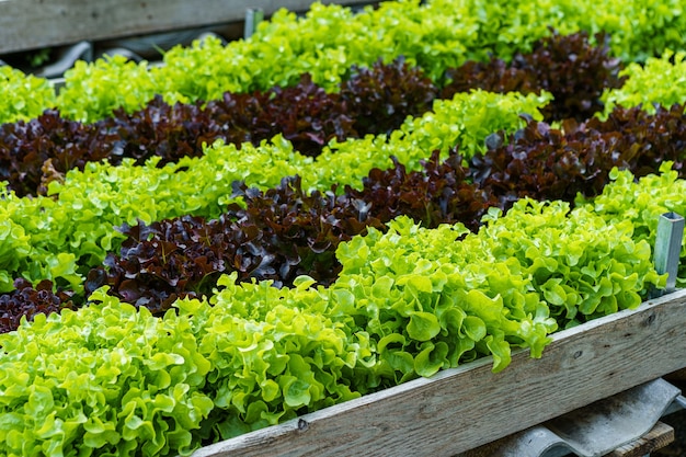 Alface de carvalho verde e vermelho bonita orgânica ou horta de salada no solo crescendo, Colheita Agricultura Agrícola.