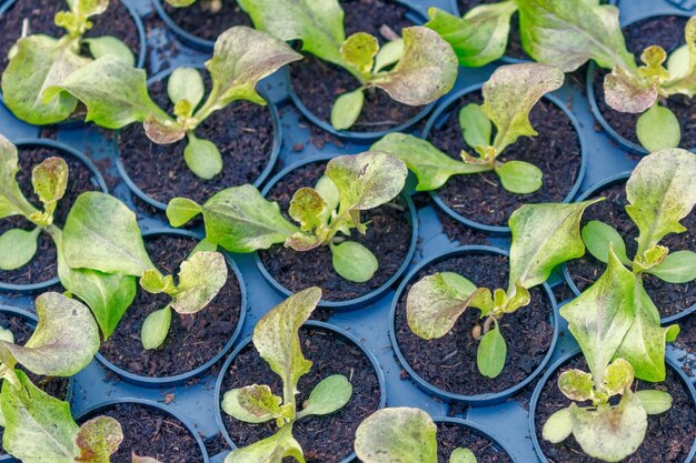 Alface Fazenda hidropônica. Brotos de alface. Plantas jovens de alface verdes