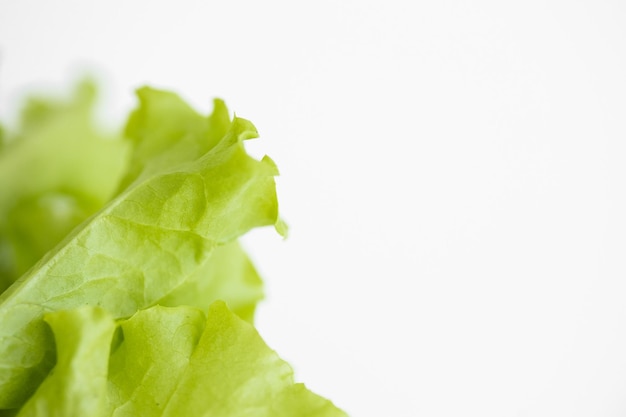 Foto alface fresca isolada em um fundo brancoelemento de nutrientes saudáveis de alimentos e vegetais de ervas