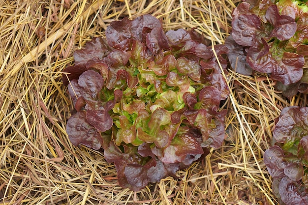 Foto alface para comer cultivado sem produtos químicos