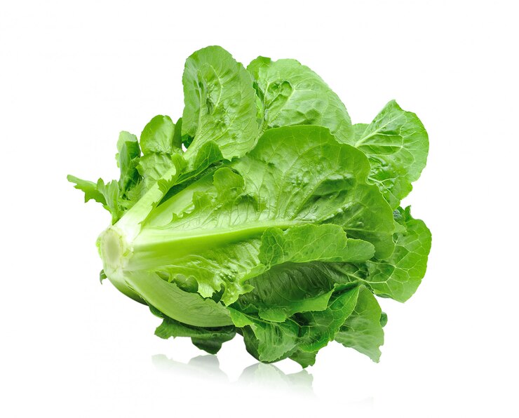Foto alface romana verde fresca isolada