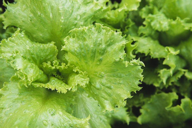 Alface verde cresce na horta no verão