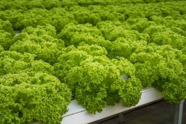 Foto alface verde fresca pronta para colheita a partir de uma instalação hidropónica na estufa