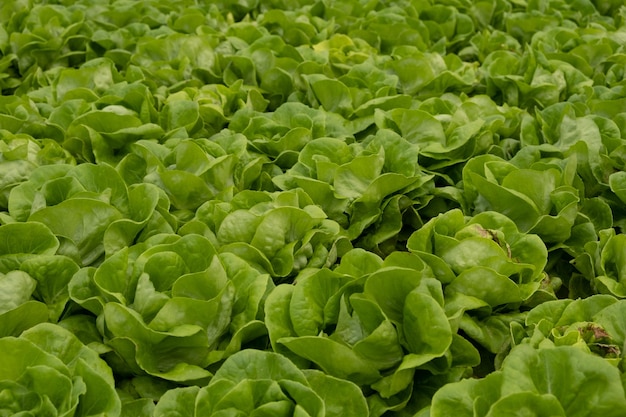 Alface verde fresca pronta para colheita da instalação hidropônica na casa verde