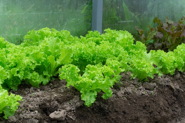 Alface verde no jardim na estufa. Alface e vegetais crescentes em uma exploração agrícola em uma estufa no verão. Agricultura e conceito de comida saudável.