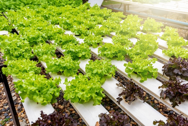 Foto alface verde orgânica e planta vegetal de carvalho vermelho