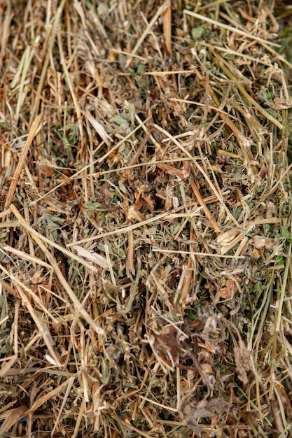 Alfalfa Heu für Tierfutter oder Mulch Heubalen, die zur Lagerung vorbereitet werden