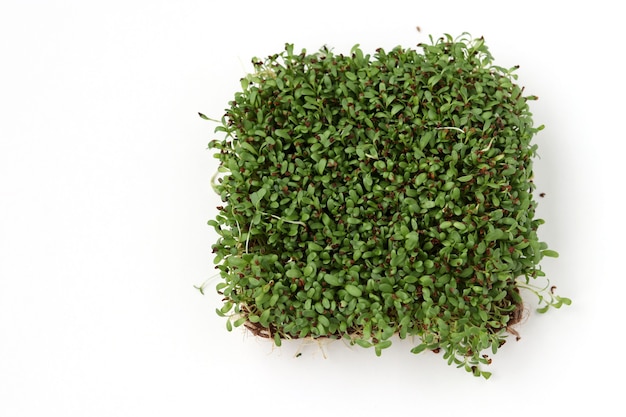 Alfalfa Microgreen befindet sich auf einer weißen Oberfläche, Draufsicht, Kopierraum