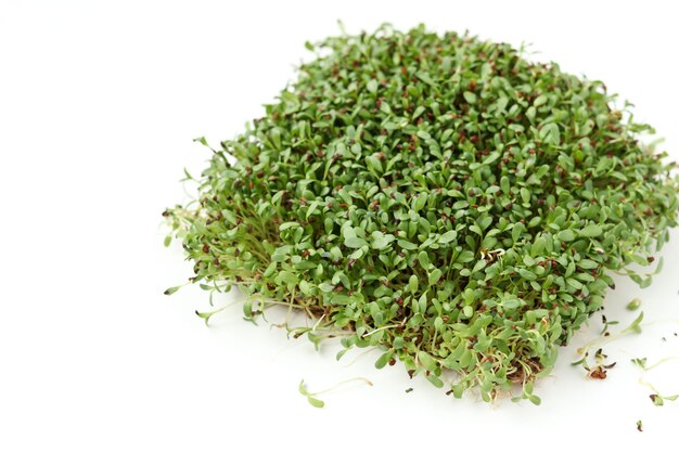 Alfalfa microgreen está localizado em uma superfície branca