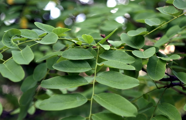Alfarrobeira (ceratonia siliqua)