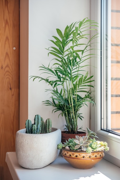 Un alféizar con cactus en macetas, suculentas y plantas frondosas.