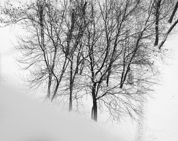 Alféizar de la ventana de invierno en blanco y negro diagonal con fondo de árboles hd