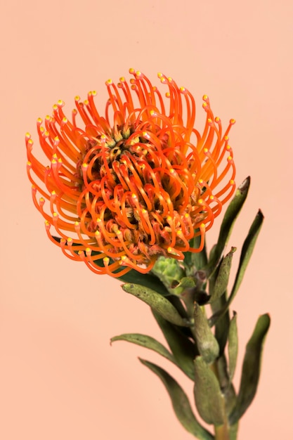 Alfiletero naranja protea flor