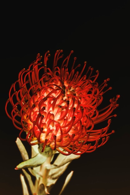 Alfiletero rojo protea flor