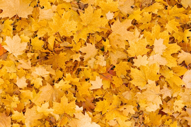 Alfombra de arces caídos hojas amarillas en otoño